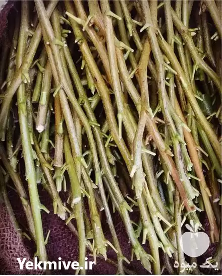 فروش ترکه پسته در گروه خرید و فروش نهال پسته در یکمیوه -عکس1