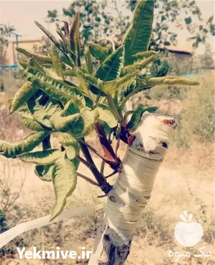 فروش پیوندک سبز نهال پسته باکیفیت در اصفهان در گروه خرید و فروش نهال پسته در یکمیوه -عکس1