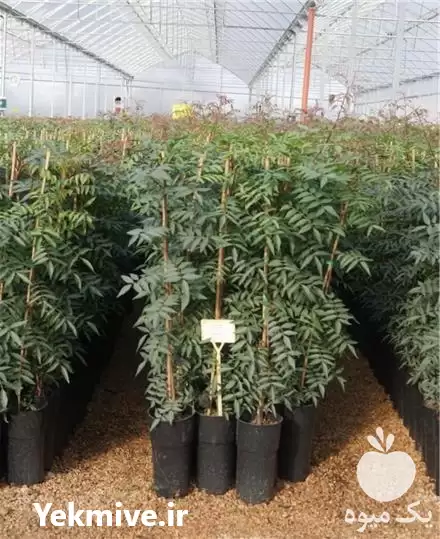 قیمت خرید نهال ایرانی و خارجی در اصفهان در گروه خرید و فروش نهال در یکمیوه -عکس1