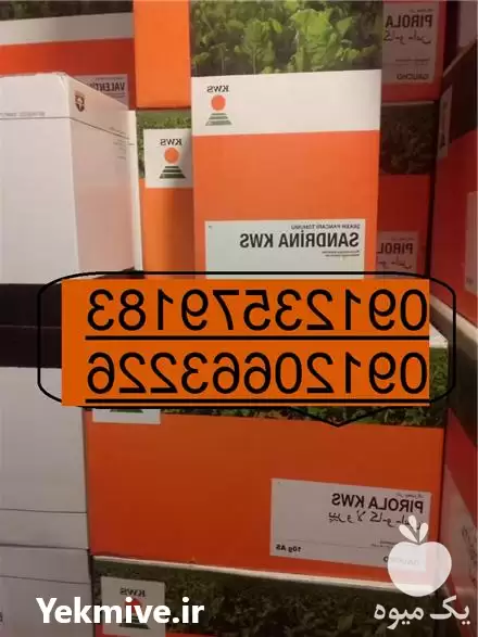 قیمت خرید موجودی بذر چغندرقند kws در تهران در گروه خرید و فروش بذر چغندر در یکمیوه -عکس1