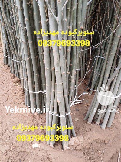 کاشت نهال قلمه سیاه سفید درخت در گروه خرید و فروش نهالستان در یکمیوه -عکس2