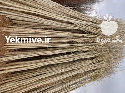 کاشت نهال قلمه سیاه سفید درخت در گروه خرید و فروش نهالستان در یکمیوه -عکس4