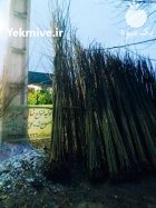 تولید انواع نهال در گروه خرید و فروش نهال در یکمیوه