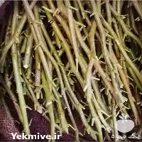 فروش ترکه پسته در گروه خرید و فروش نهال پسته در یکمیوه