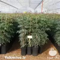 قیمت خرید نهال ایرانی و خارجی در اصفهان در گروه خرید و فروش نهال در یکمیوه