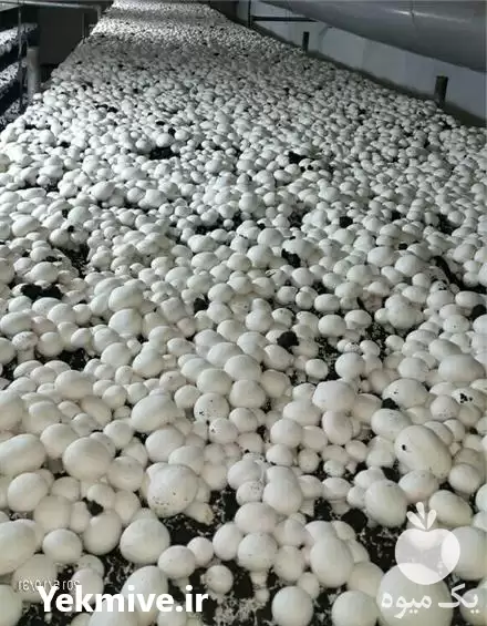 فروش مشاوره پرورش قارچ در گروه خرید و فروش کود کمپوست در یکمیوه -عکس1