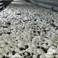 فروش مشاوره پرورش قارچ در گروه خرید و فروش کود کمپوست در یکمیوه