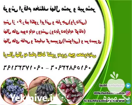 خرید نهال میوه اصلاح شده در مشهد در گروه خرید و فروش نهال میوه در یکمیوه -عکس1