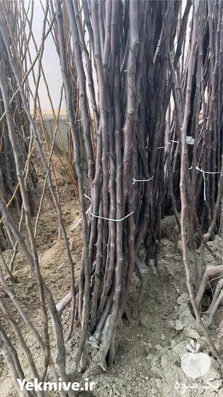 قیمت خرید نهال زرشک اصلاح شده در اصفهان در گروه خرید و فروش نهال زرشک در یکمیوه -عکس1