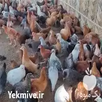 فروش جوجه مرغ روزه از نژاد در نور در گروه مرغ و خروس و بوقلمون و اردک قو قاز در یکمیوه