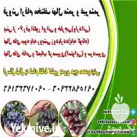 خرید نهال میوه اصلاح شده در مشهد در گروه خرید و فروش نهال میوه در یکمیوه