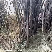 قیمت خرید نهال زرشک اصلاح شده در اصفهان در گروه خرید و فروش نهال زرشک در یکمیوه