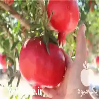 فروش نهال انار واندرفول کشت بافت در اصفهان در گروه خرید و فروش نهال انار در یکمیوه