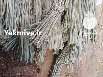 قلمه کبوده با سنوبر سفید سیاه قیمت در خوی در گروه خرید و فروش نهال در یکمیوه -عکس1