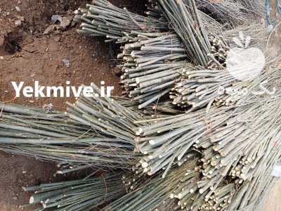 قلمه کبوده با سنوبر سفید سیاه قیمت در خوی در گروه خرید و فروش نهال در یکمیوه -عکس4