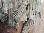 قلمه کبوده با سنوبر سفید سیاه قیمت در خوی در گروه خرید و فروش نهال در یکمیوه