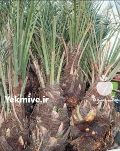 انواع پاجوش نخل نهال مرکبات اصلاح در گروه خرید و فروش نهال مرکبات در یکمیوه -عکس1