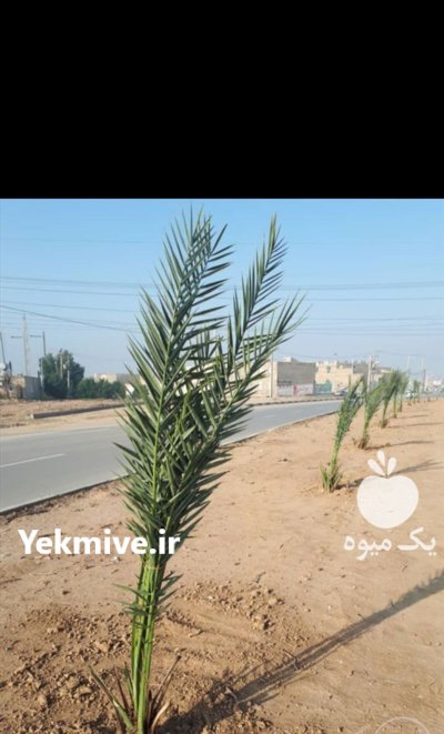 انواع پاجوش نخل نهال مرکبات اصلاح در گروه خرید و فروش نهال مرکبات در یکمیوه -عکس2