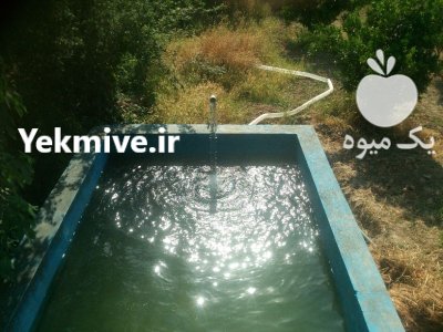 فروش باغ پرتقال با خانه چاه در گلوگاه در گروه خرید و فروش باغ و باغچه در یکمیوه -عکس2