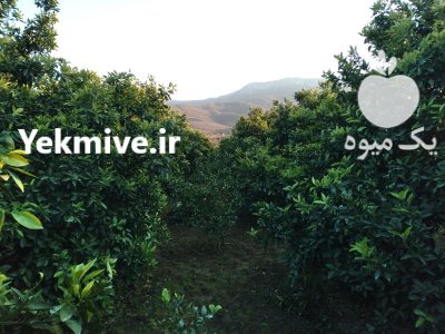 فروش باغ پرتقال با خانه چاه در گلوگاه در گروه خرید و فروش باغ و باغچه در یکمیوه -عکس3