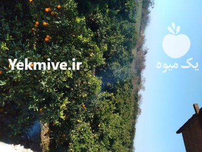 فروش باغ پرتقال با خانه چاه در گلوگاه در گروه خرید و فروش باغ و باغچه در یکمیوه -عکس4