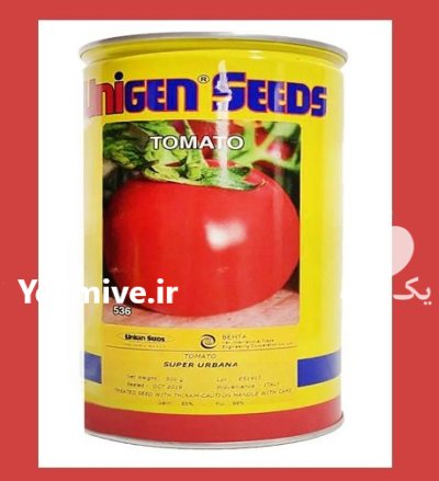 بذر گوجه سوپر اوربانا یونیژن در گروه خرید و فروش بذر گوجه در یکمیوه -عکس1