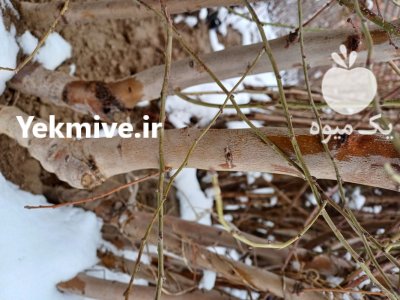 ارسال نهال به سراسرایران کاشت بادام در بادرود در گروه خرید و فروش نهال به در یکمیوه -عکس1