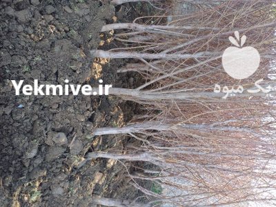 ارسال نهال به سراسرایران کاشت بادام در بادرود در گروه خرید و فروش نهال به در یکمیوه -عکس2