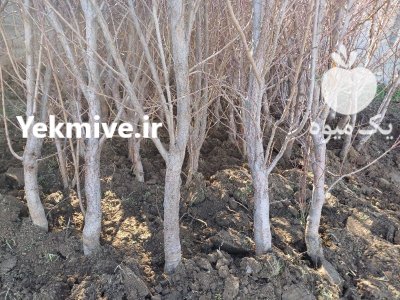 ارسال نهال به سراسرایران کاشت بادام در بادرود در گروه خرید و فروش نهال به در یکمیوه -عکس3