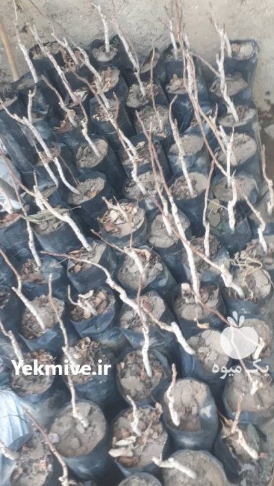 ارسال نهال به سراسرایران کاشت بادام در بادرود در گروه خرید و فروش نهال به در یکمیوه -عکس4