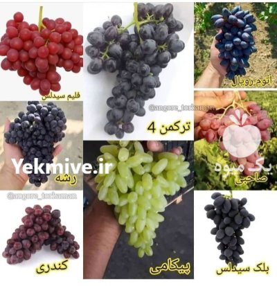 فروش عمده خرده نهال بندار دسته در سیف آباد در گروه خرید و فروش نهالستان در یکمیوه -عکس3