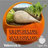 فروش انواع بذر چغندر بهاره بذر در تهران در گروه خرید و فروش بذر چغندر در یکمیوه