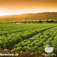 تولید فروش نوار تیپ لوله آبیاری در گروه خرید و فروش نوار تیپ در یکمیوه