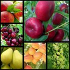 نهال گلابی بیرونی باشاه میوه اصل در گروه خرید و فروش نهال گلابی در یکمیوه