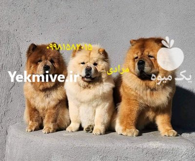 چاوچاو اصیل و خالص و چمپیون در تهران در گروه سگ و گربه در یکمیوه -عکس1