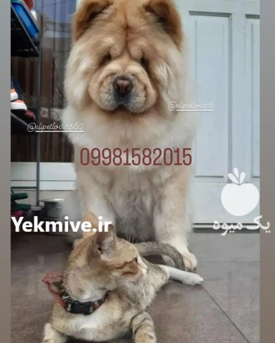 چاوچاو اصیل و خالص و چمپیون در تهران در گروه سگ و گربه در یکمیوه -عکس4