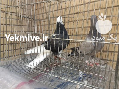 کبوتر طوقی سیاه در اصفهان در گروه خرید و فروش انواع پرنده در یکمیوه -عکس2