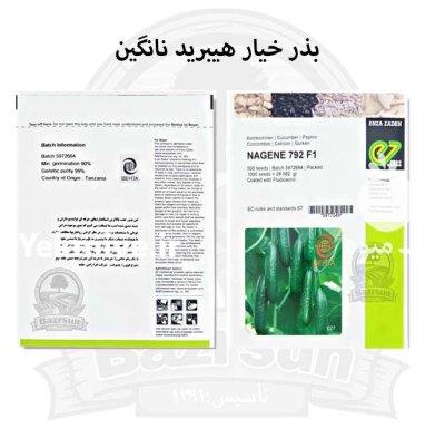 بذر خیار هیبرید ناگین در گروه خرید و فروش بذر خیار در یکمیوه -عکس1