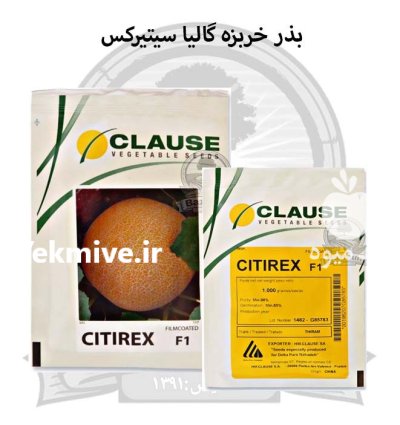 بذر خربزه گالیا سیتیرکس کلوز در اصفهان در گروه خرید و فروش بذر خربزه در یکمیوه -عکس1