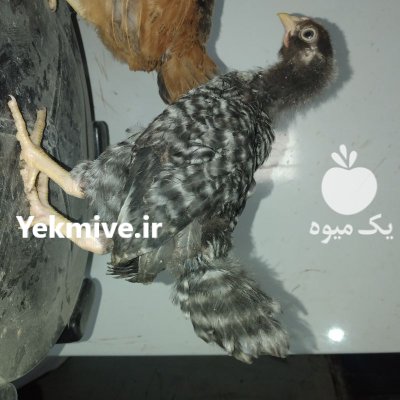 فروش پولت و نیمچه دورگ در گروه مرغ و خروس و بوقلمون و اردک قو قاز در یکمیوه -عکس1