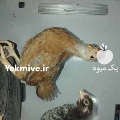 فروش پولت و نیمچه دورگ در گروه مرغ و خروس و بوقلمون و اردک قو قاز در یکمیوه -عکس2