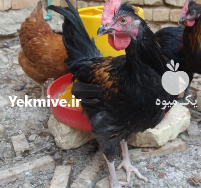 فروش پولت و نیمچه دورگ در گروه مرغ و خروس و بوقلمون و اردک قو قاز در یکمیوه -عکس3