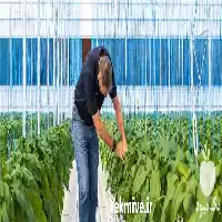 قیمت خرید نخ مخصوص گلخانه در تهران در گروه خرید و فروش تجهیزات گلخانه در یکمیوه