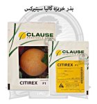 بذر خربزه گالیا سیتیرکس کلوز در اصفهان