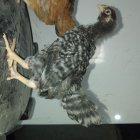 فروش پولت و نیمچه دورگ در گروه مرغ و خروس و بوقلمون و اردک قو قاز در یکمیوه