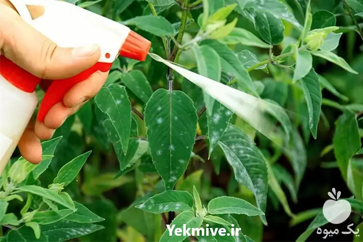 فروش ضد عفونی سینی کاشت در گرگان در گروه خرید و فروش گلدان در یکمیوه -عکس1