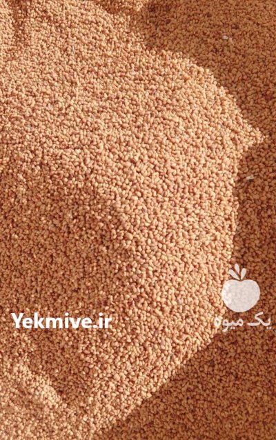 شرکت نگین بذر جام فروش انواع در مشهد در گروه خرید و فروش بذر یونجه در یکمیوه -عکس2
