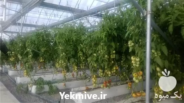 طراحی در تهران در گروه سازنده در یکمیوه -عکس1