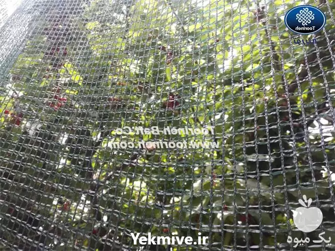 تولید و فروش توری ضد پرنده در ساری در گروه خرید و فروش توری گلخانه در یکمیوه -عکس1