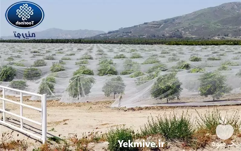 قیمت خرید تولید شید گلخانه در مشهد در گروه خرید و فروش توری گلخانه در یکمیوه -عکس1